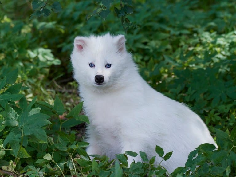 White Raccoon Dog