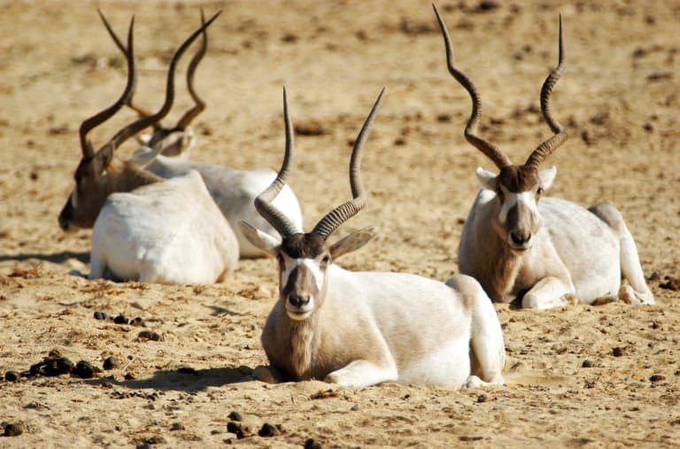 Addax in the desert