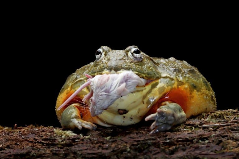 African Bullfrog eating a mouse