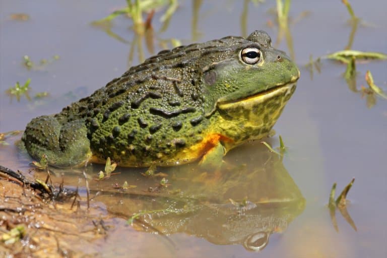 African Bullfrog in water