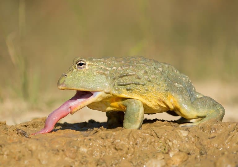 African Bullfrog tongue