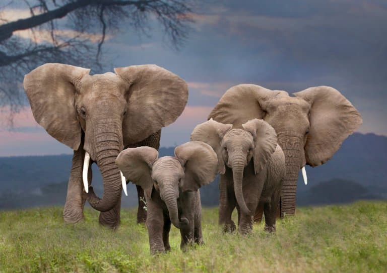 African Bush Elephant herd