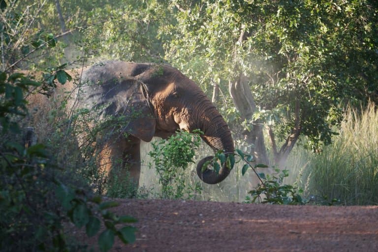 African Forest Elephant eating