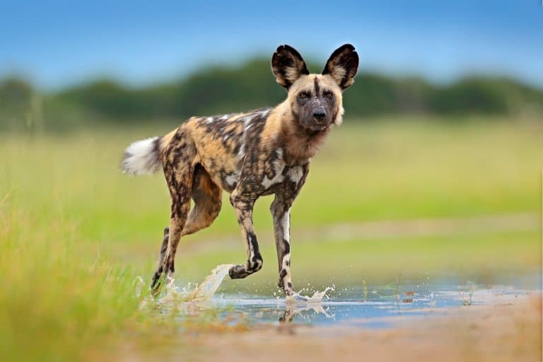African Wild Dog Facts