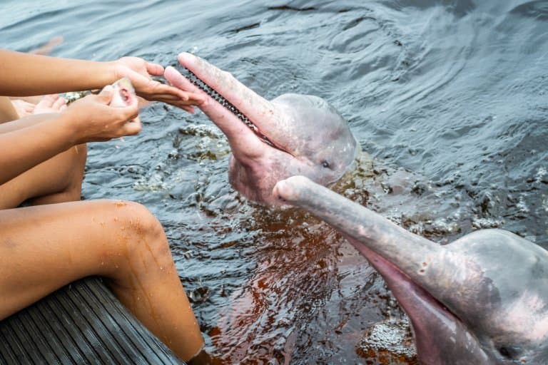 Amazon River Dolphin being fed