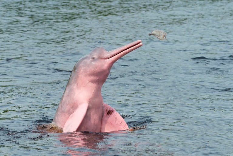 Amazon River Dolphin Facts