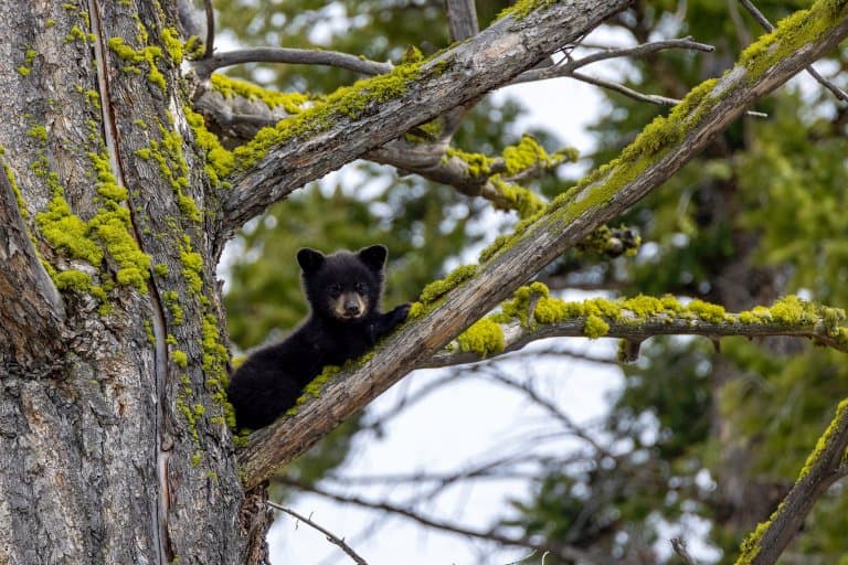 American Black Bear cub in a tree