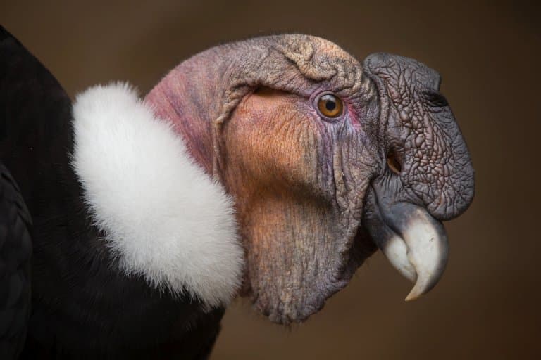 Andean Condor bald head