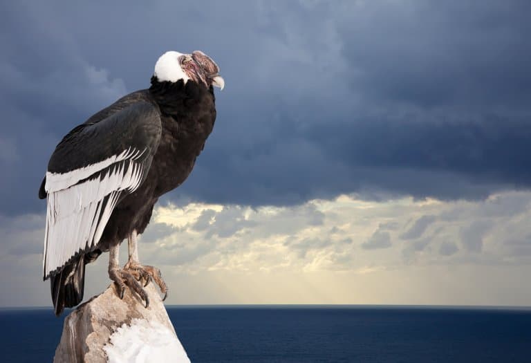 Andean Condor Facts