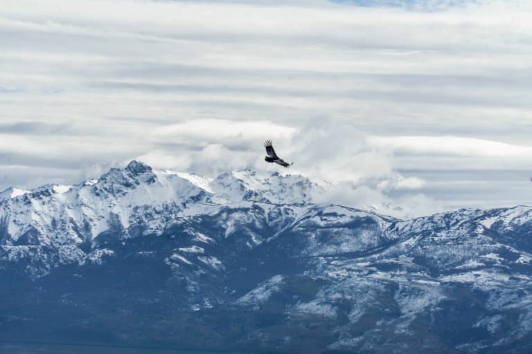 Andean Condor snowy mountains