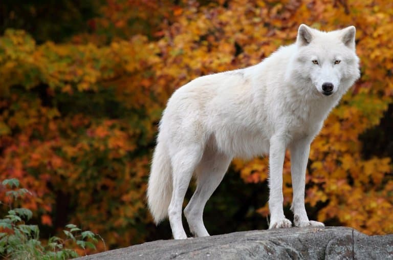 young cream colored wolf