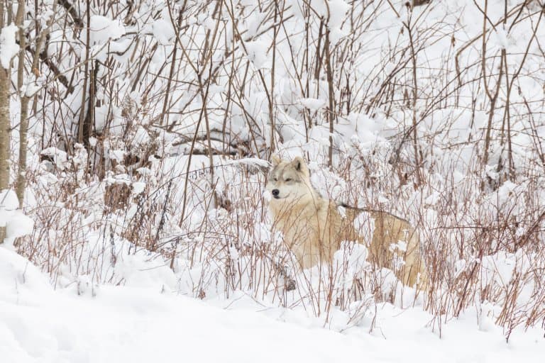 Arctic Wolf