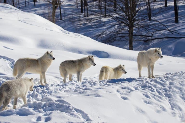 Arctic Wolf pack
