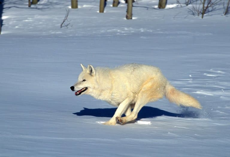 Arctic Wolf running
