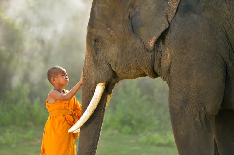Asian Elephant and monk