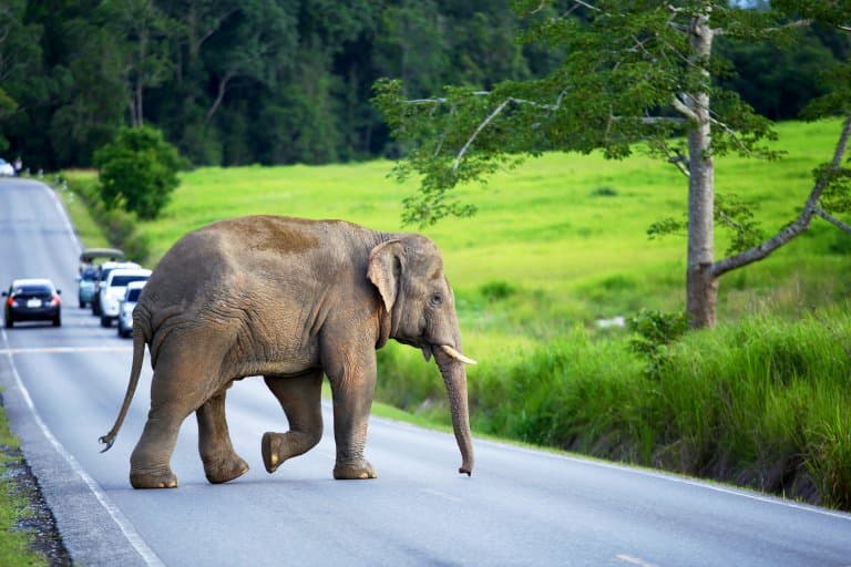 Asian Elephant crossing the road
