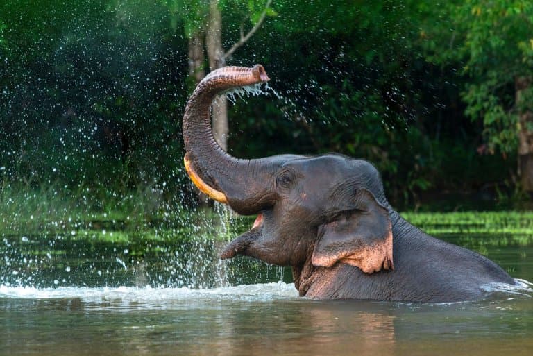 Asian Elephant enjoying water