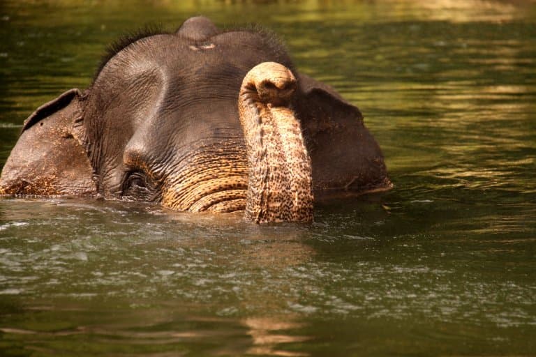 Asian Elephant playing in water