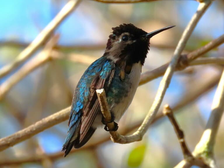 Bee Hummingbird