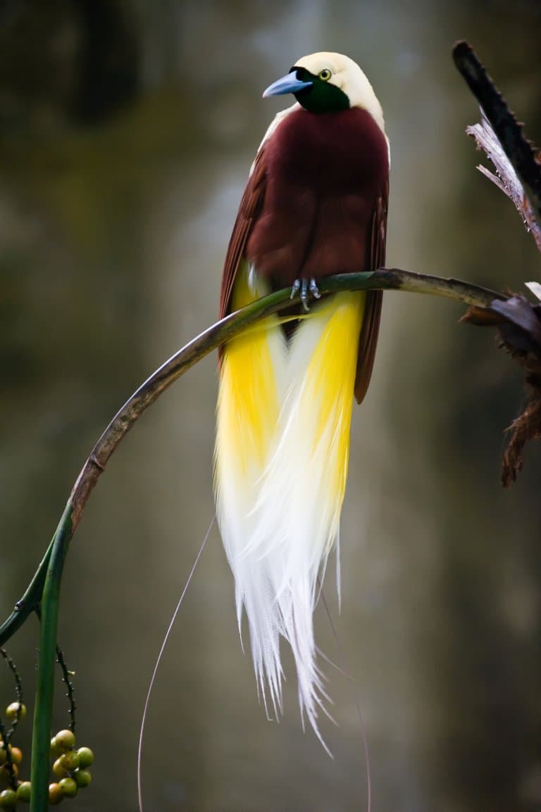 Birds of Paradise Facts