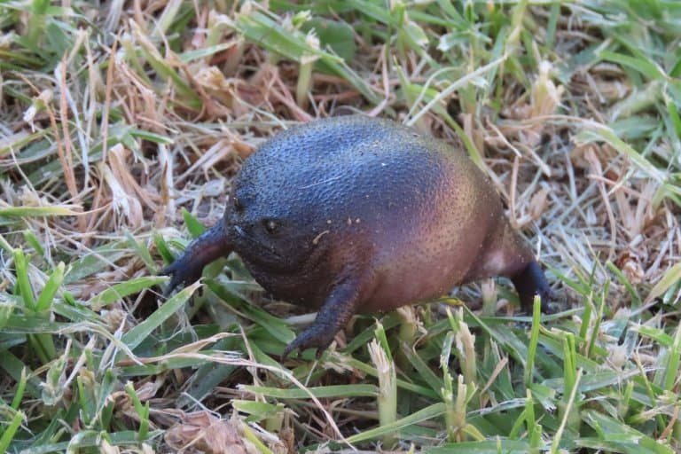 Black rain frog: The bizarre, grumpy-faced amphibian that's terrible at  jumping and swimming