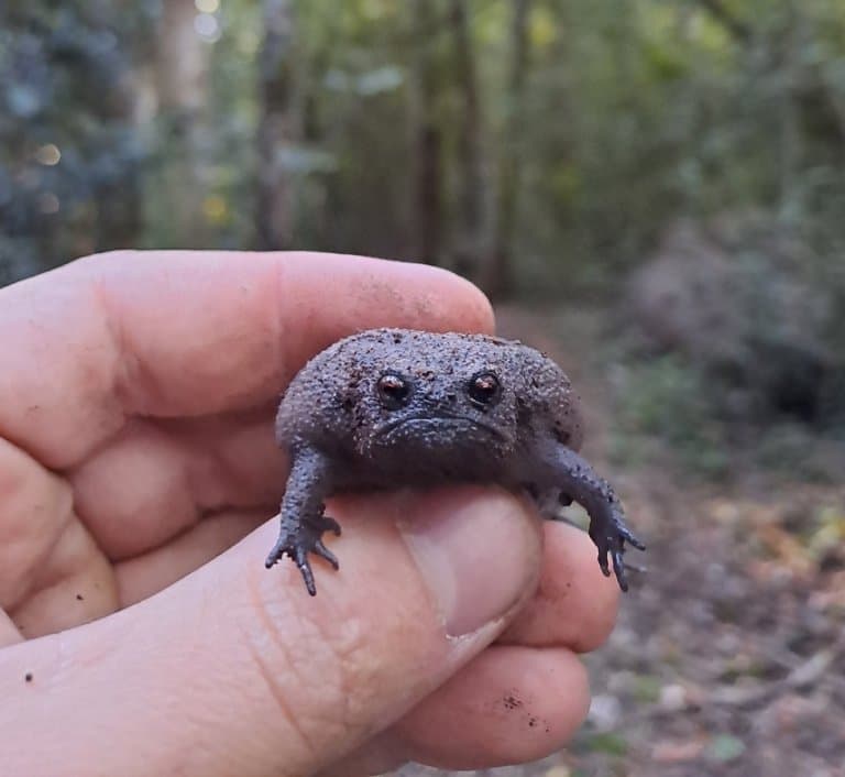 Black Rain Frog, looking very unhappy to be held