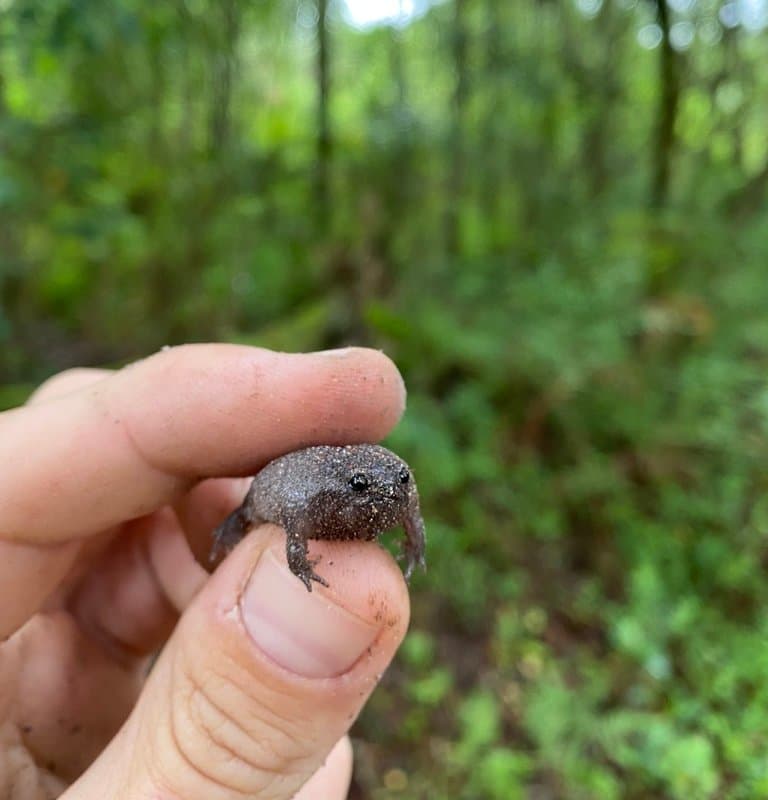 Black Rain Froglet