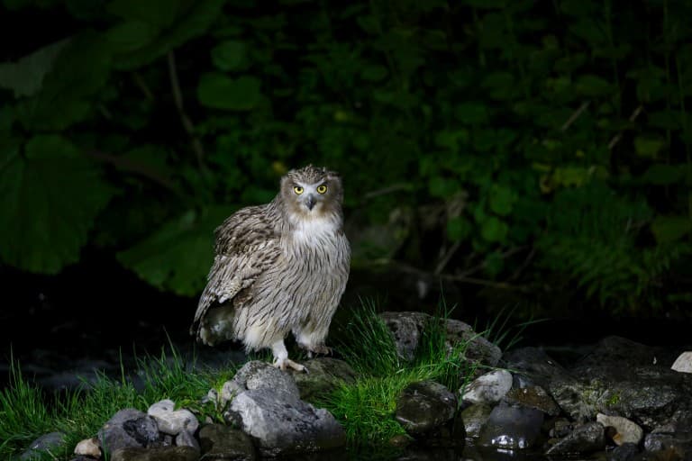 Blakinston's Fish Owl on ground
