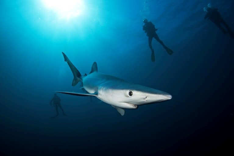 Blue Shark and diver