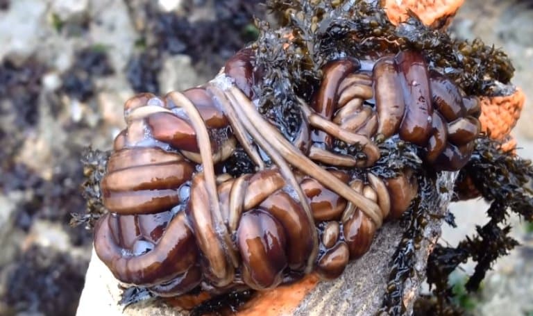 Bootlace worm, yuck!