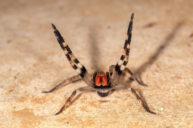 Brazilian Wandering Spider threat display with front legs raised