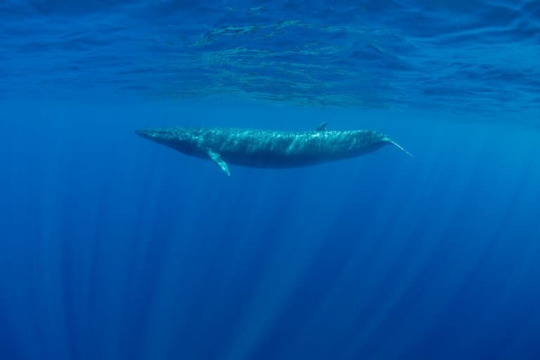 Bryde’s Whale Facts
