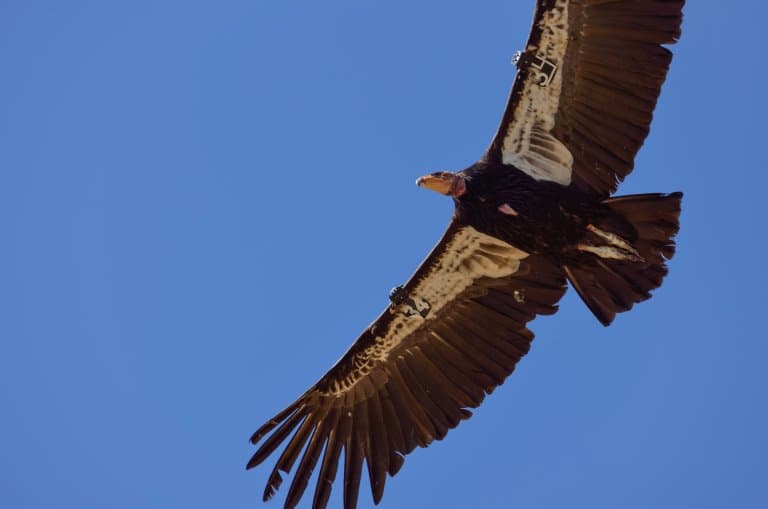 California Condor wingspan