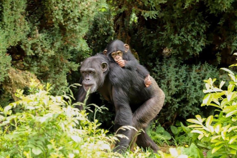 chimpanzee baby on mothers back