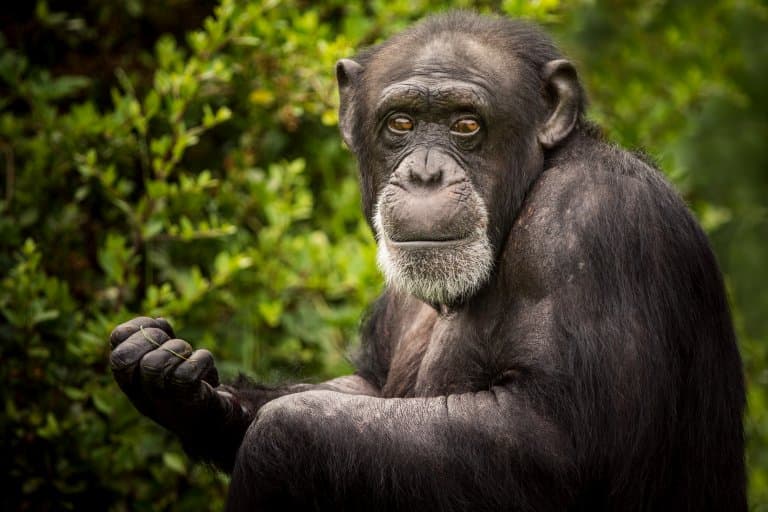 chimpanzee facts