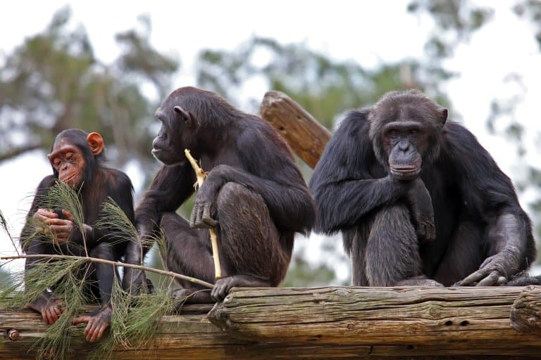 chimpanzee family