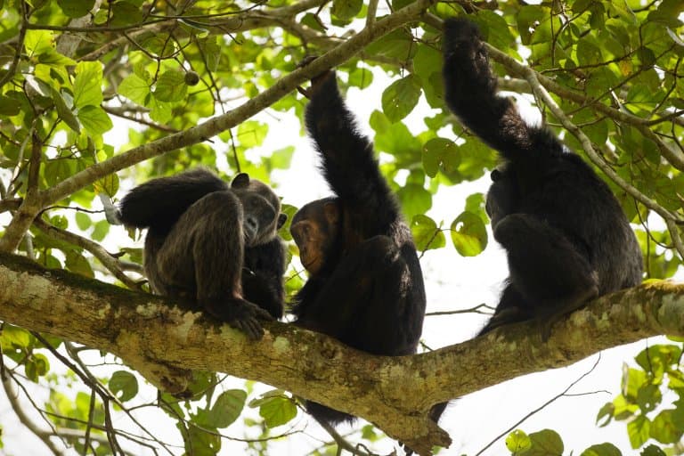 chimpanzees in trees