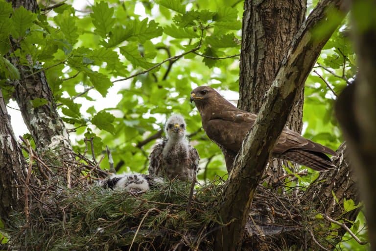 Common Buzzard nest with chicks