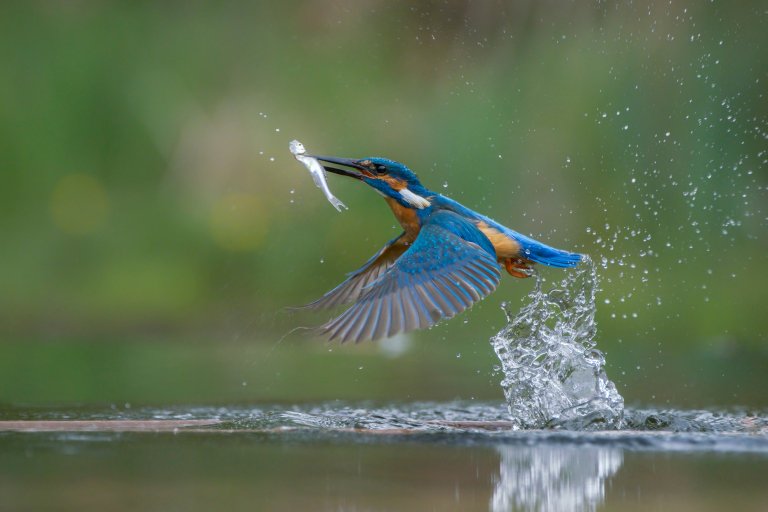 Common Kingfisher catching a fish