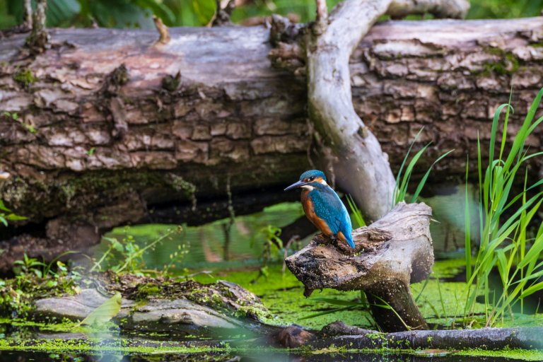 Common Kingfisher in river