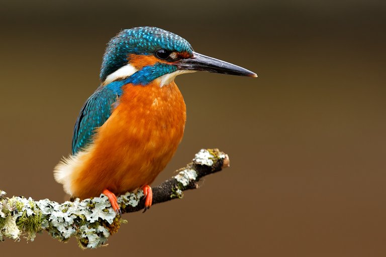 Common Kingfisher Facts