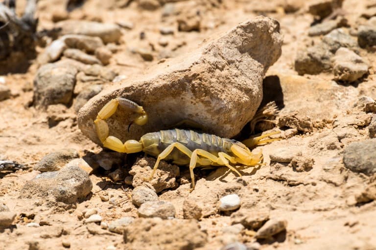 Deathstalker Scorpion in the desert