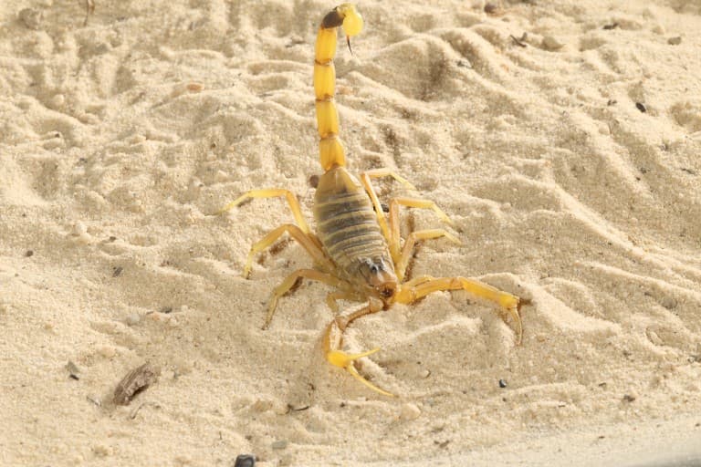 Deathstalker Scorpion 