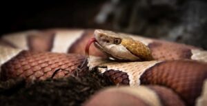 Eastern Copperhead Snake Facts - Fact Animal