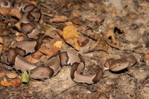 Eastern Copperhead Snake Facts - Fact Animal