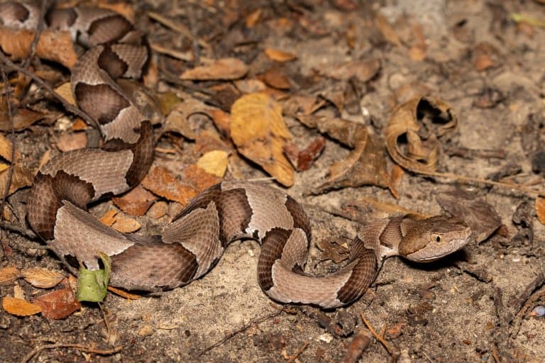 Eastern copperhead snake