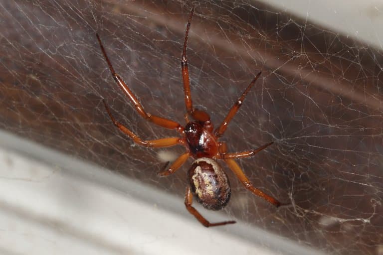 False Widow Spider Facts
