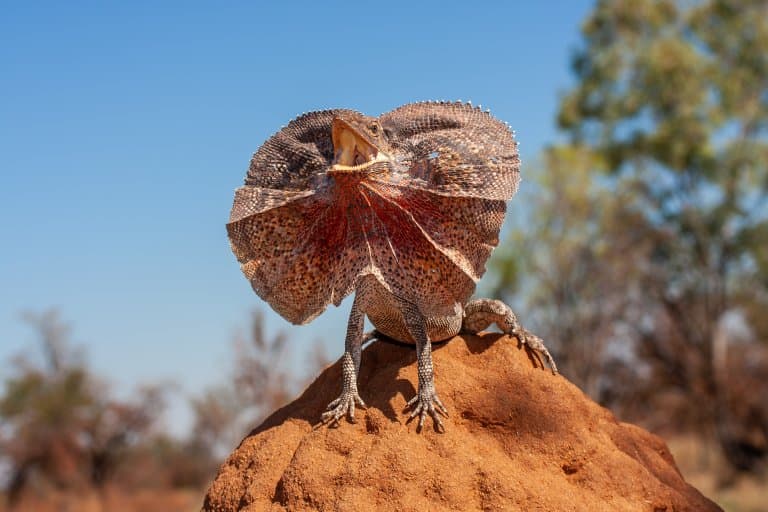 Frilled-Necked Lizard