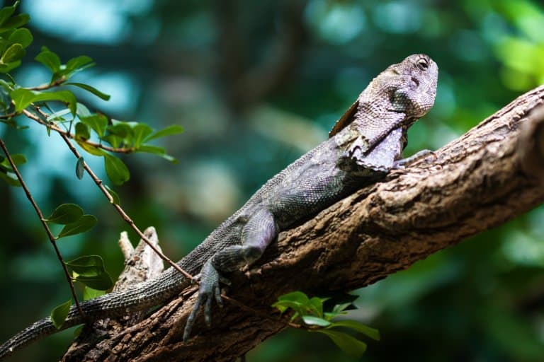 Frilled-Necked Lizard In a tree