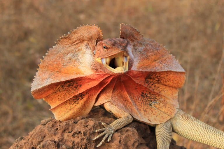 frilled lizard running